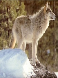 Wolf 6